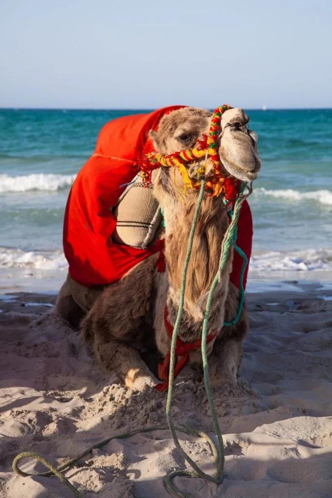 wielbłąd w czerwonym siodle na piaszczystej plaży nad morzem w Tunezji
